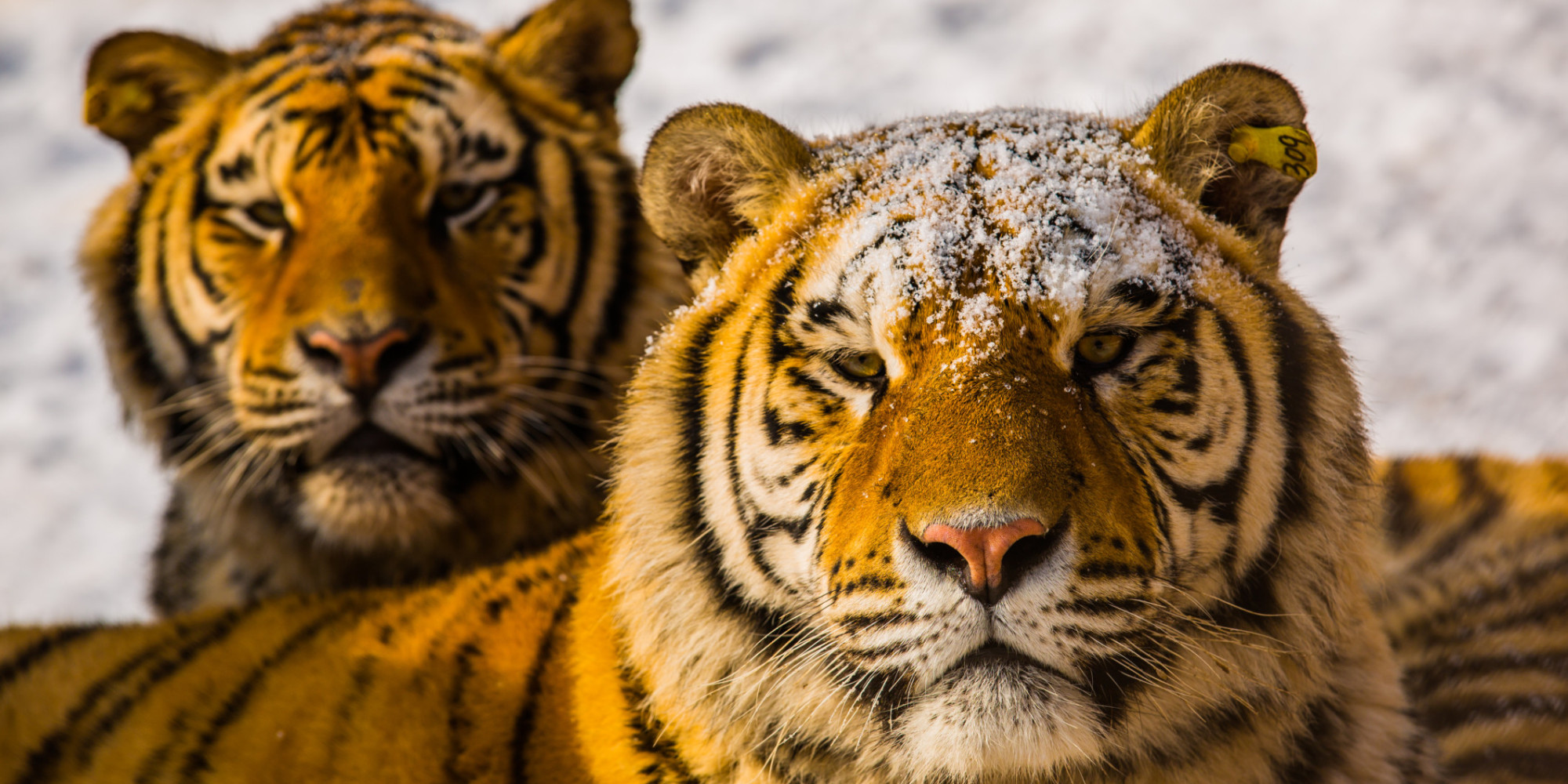 my-experience-at-the-tiger-temple-sanctuary-in-thailand-huffpost