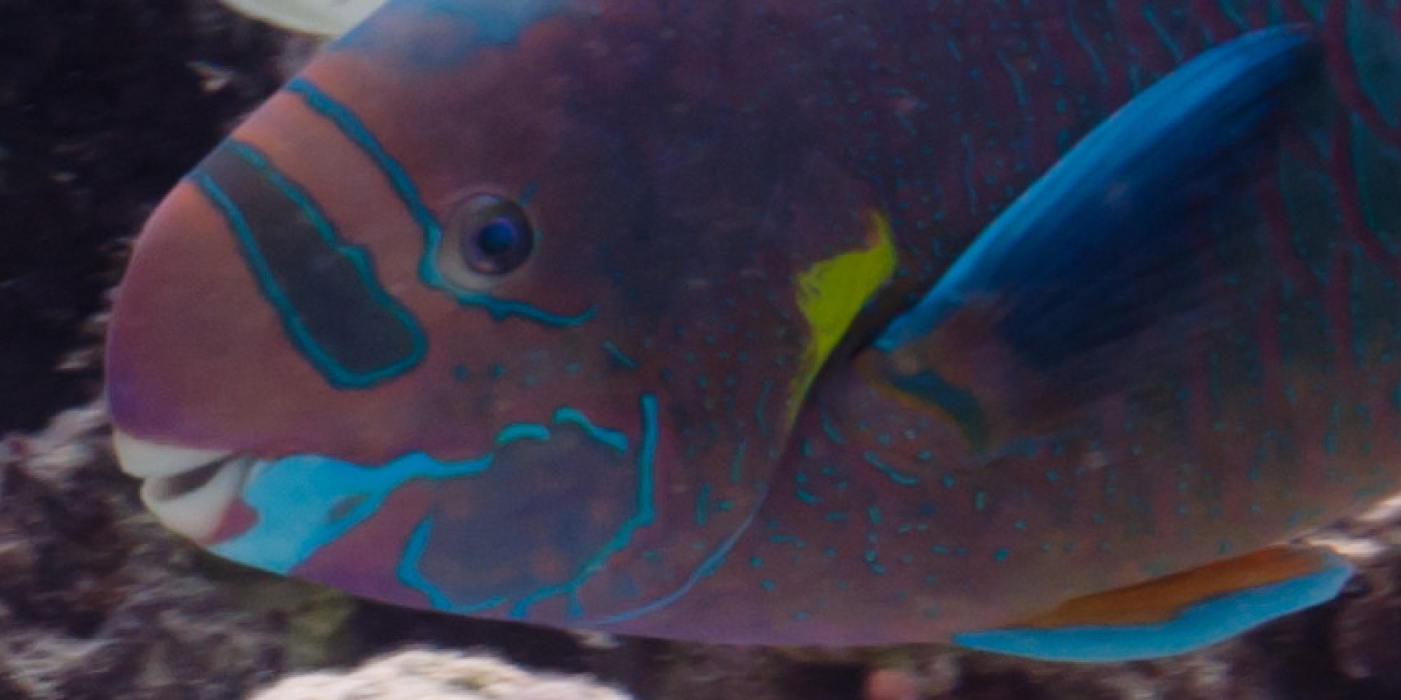 Hawaii's White Sand Beaches Are Made From Parrotfish Poop HuffPost