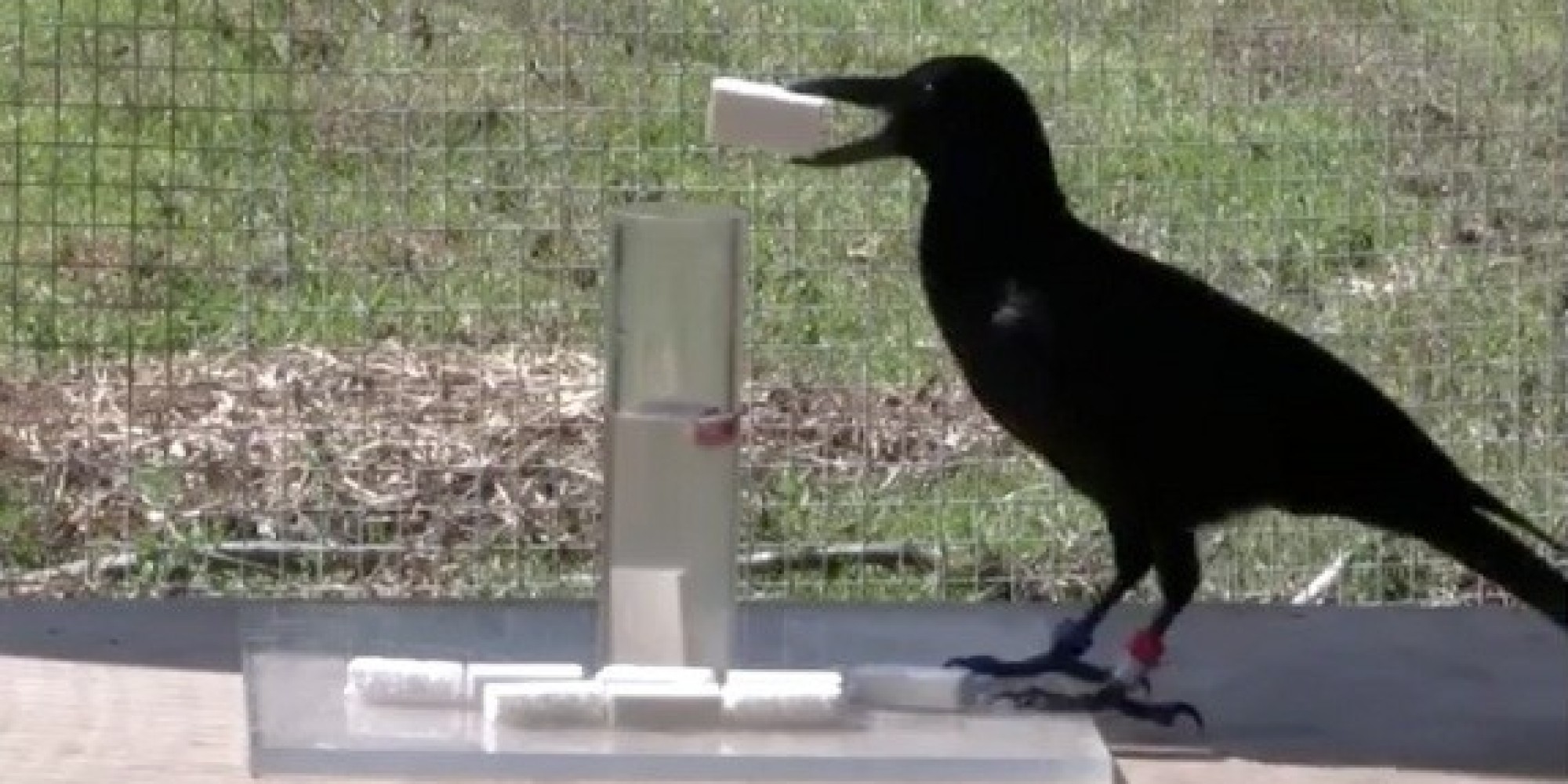 crow experiments on intelligence