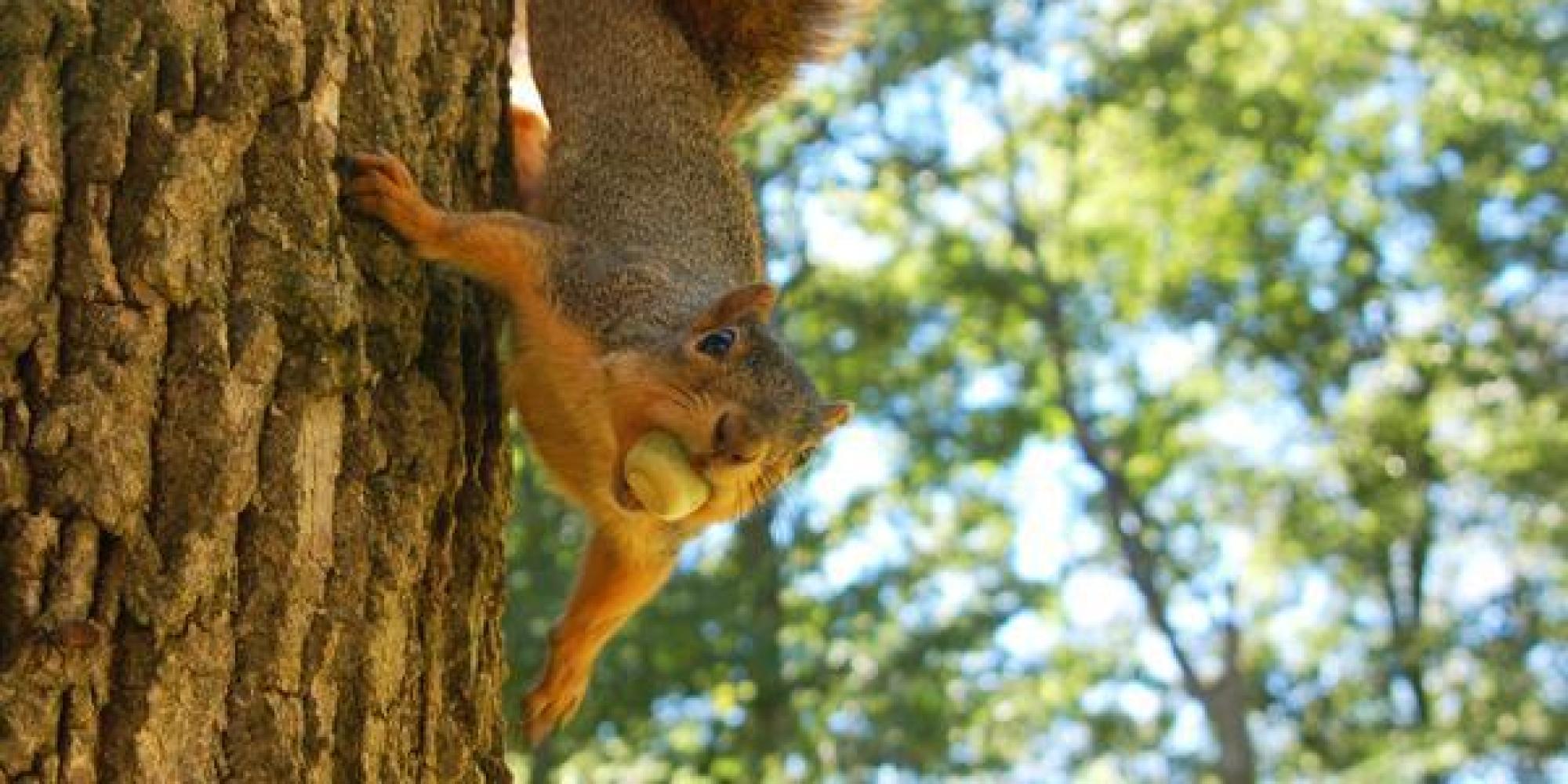 Indiana University Devotes Twitter Account To Squirrels | HuffPost