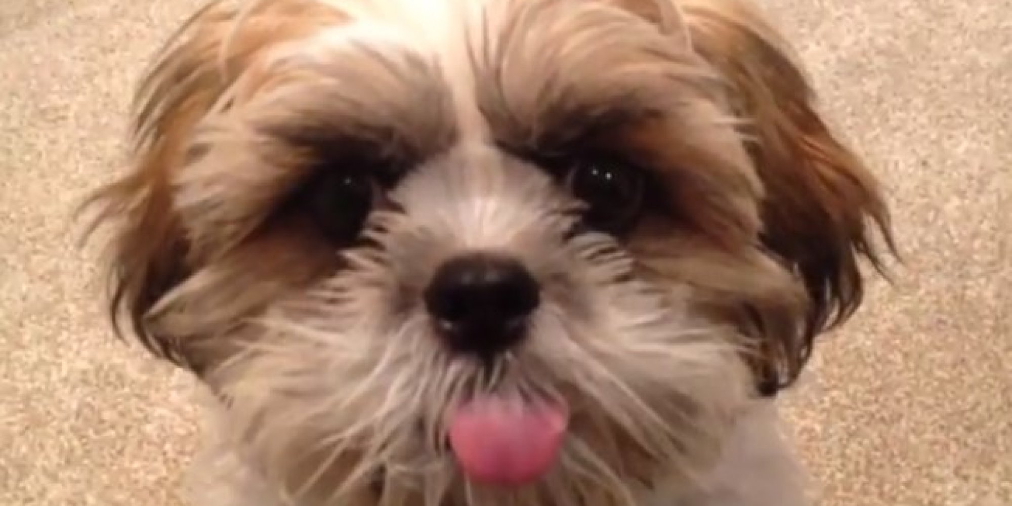 + why do dogs stick their tongue out | #Covid Outbreak