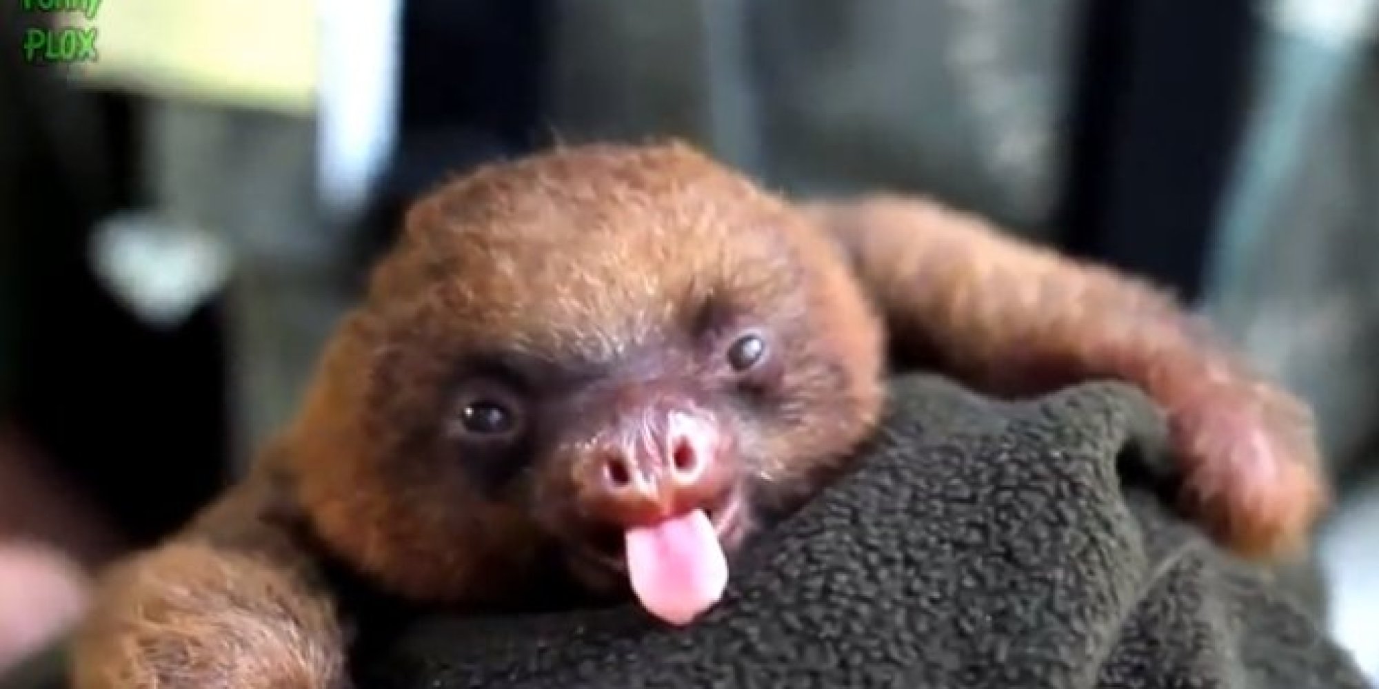 Why Sloths Slow