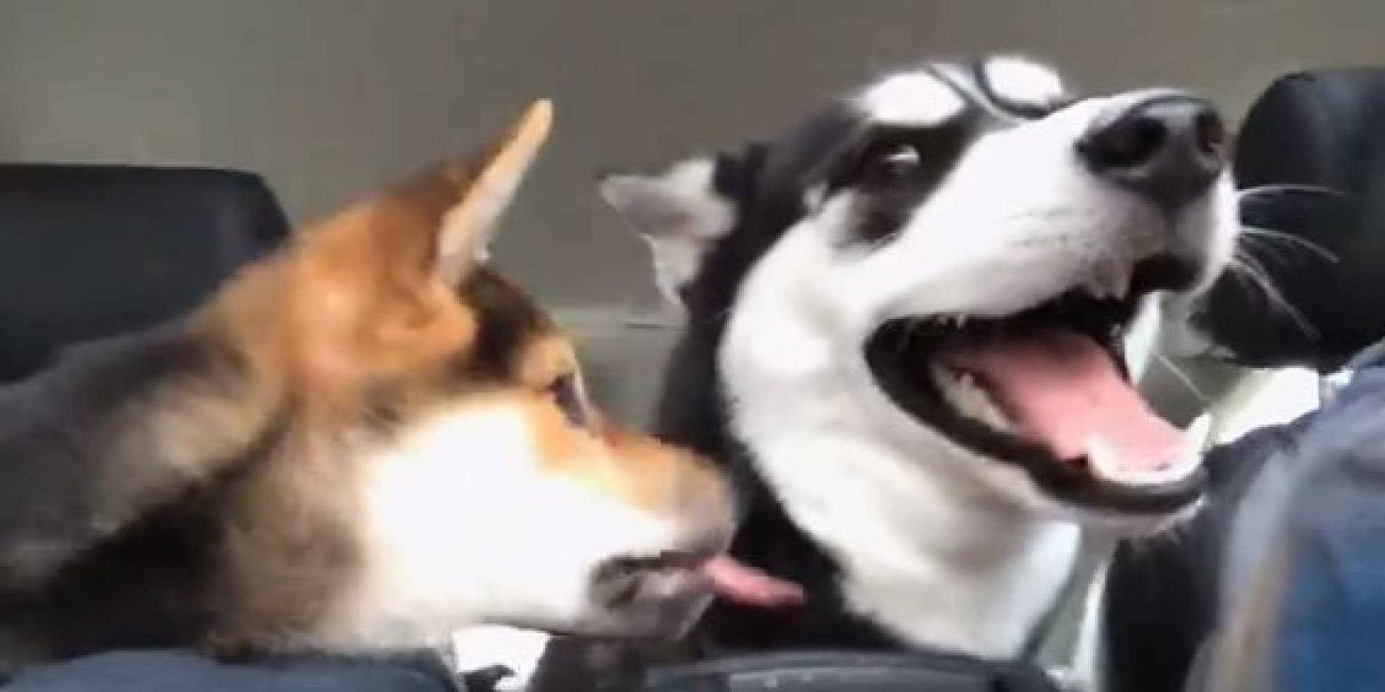 Shiba Inu Puppy Can't Stop, Won't Stop Licking Husky HuffPost