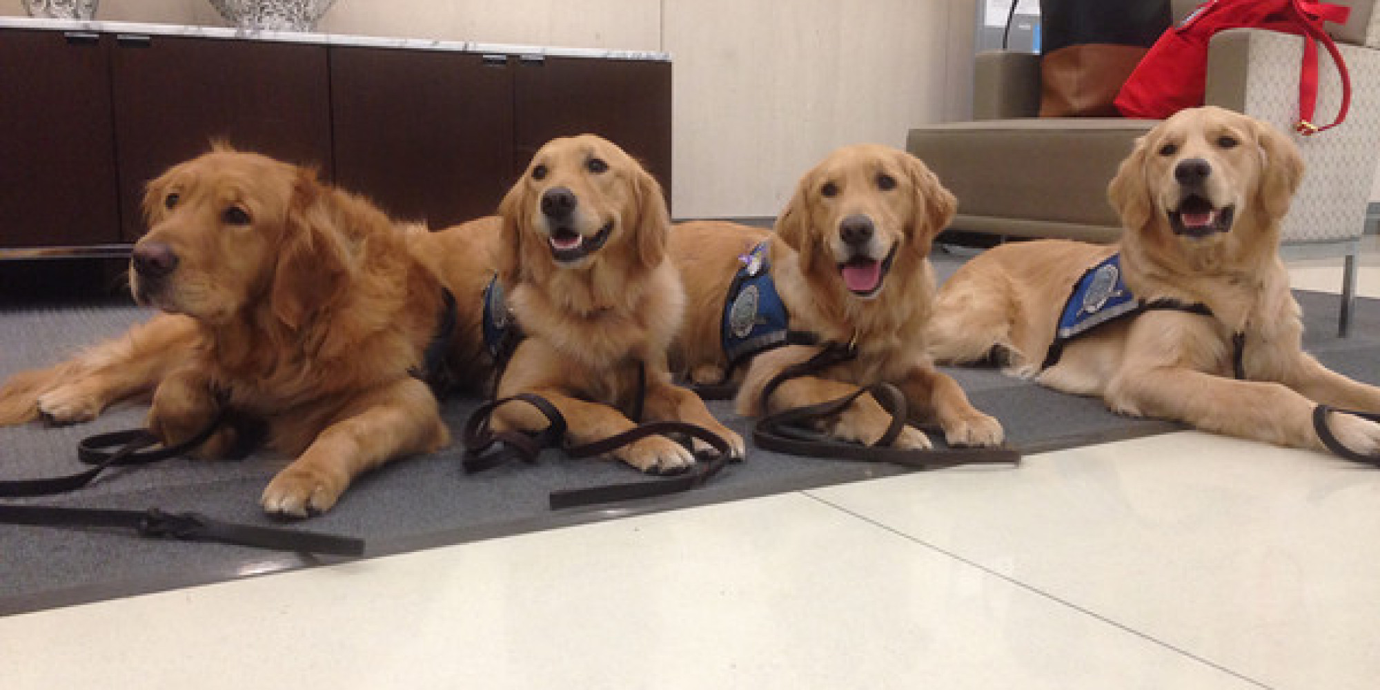 Comfort Dogs Return To Boston For Cuddles Ahead Of 2014 Marathon
