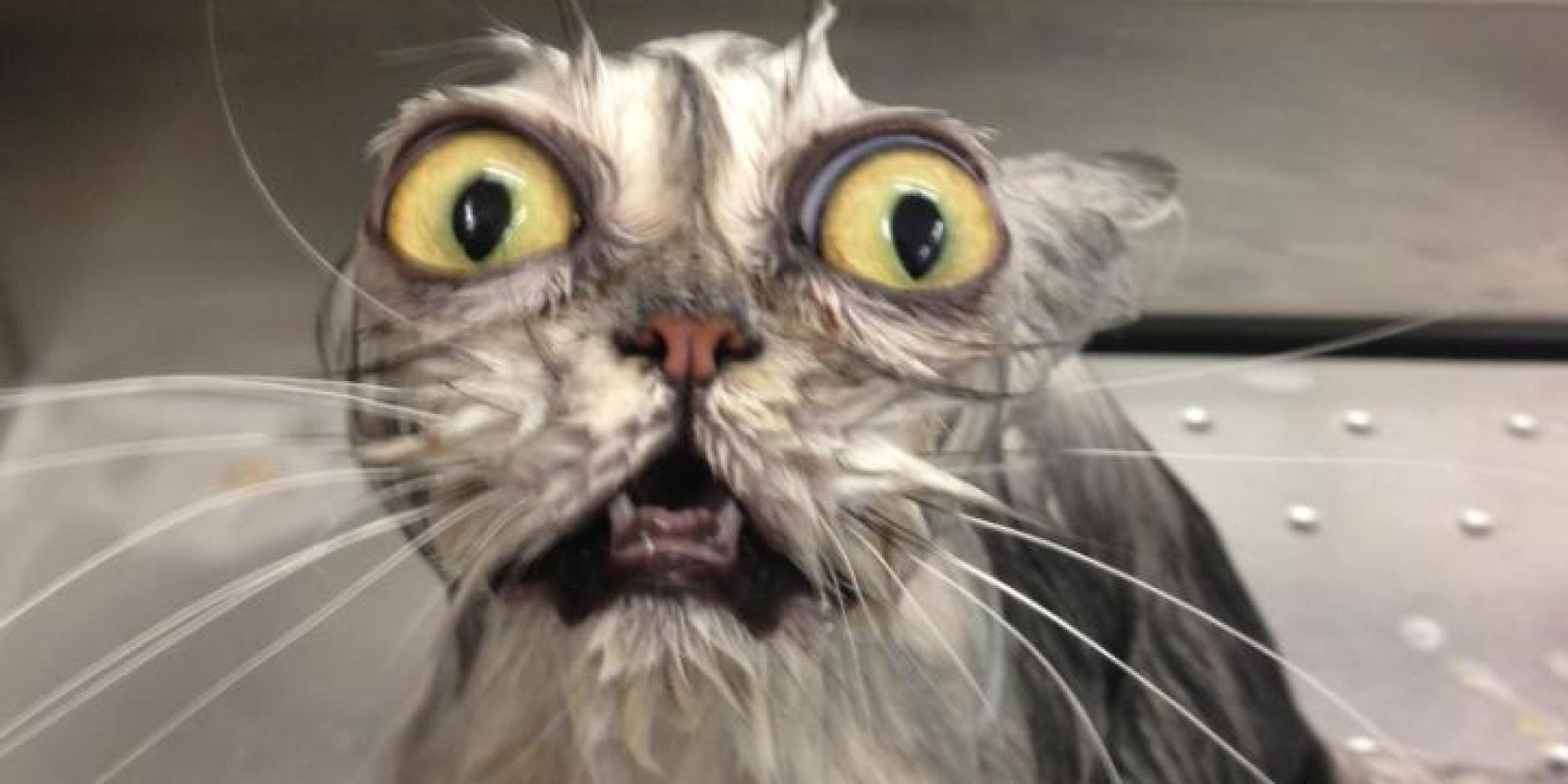 31 Marvelous Cats Who Truly Define Sophistication HuffPost