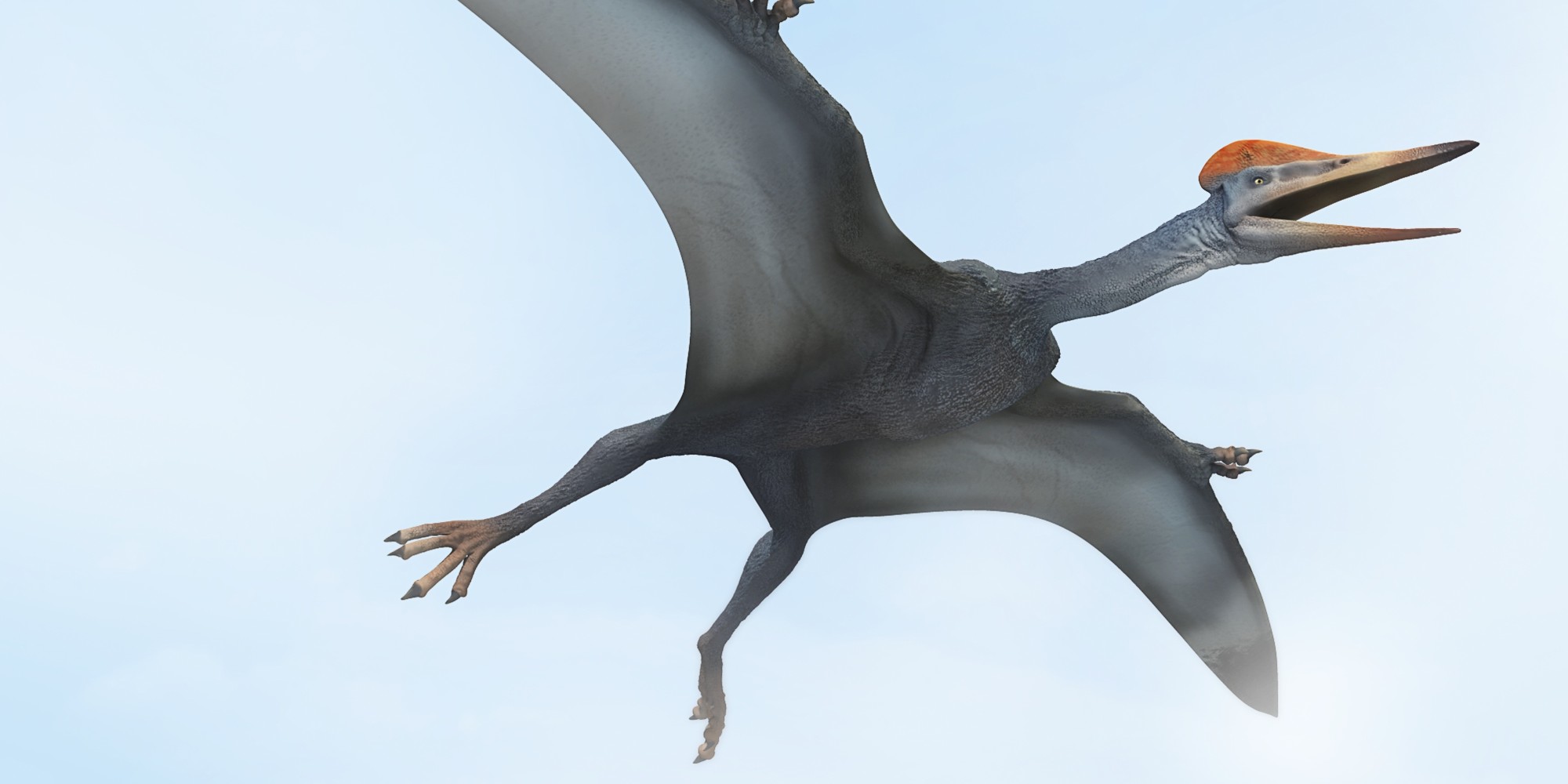 Oldest Pterodactyl Species, Kryptodrakon Progenitor, Discovered In