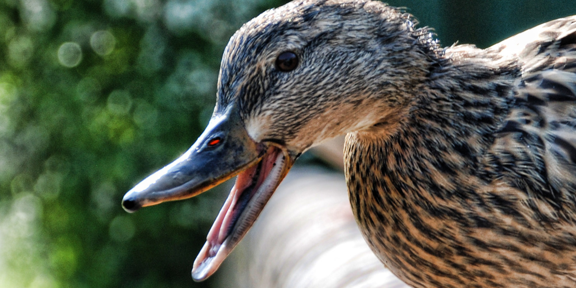 Pet Duck Attack Lands Owner 275 000 Lawsuit HuffPost Pet Duck Attack Lands Owner 275 000 Lawsuit HuffPost