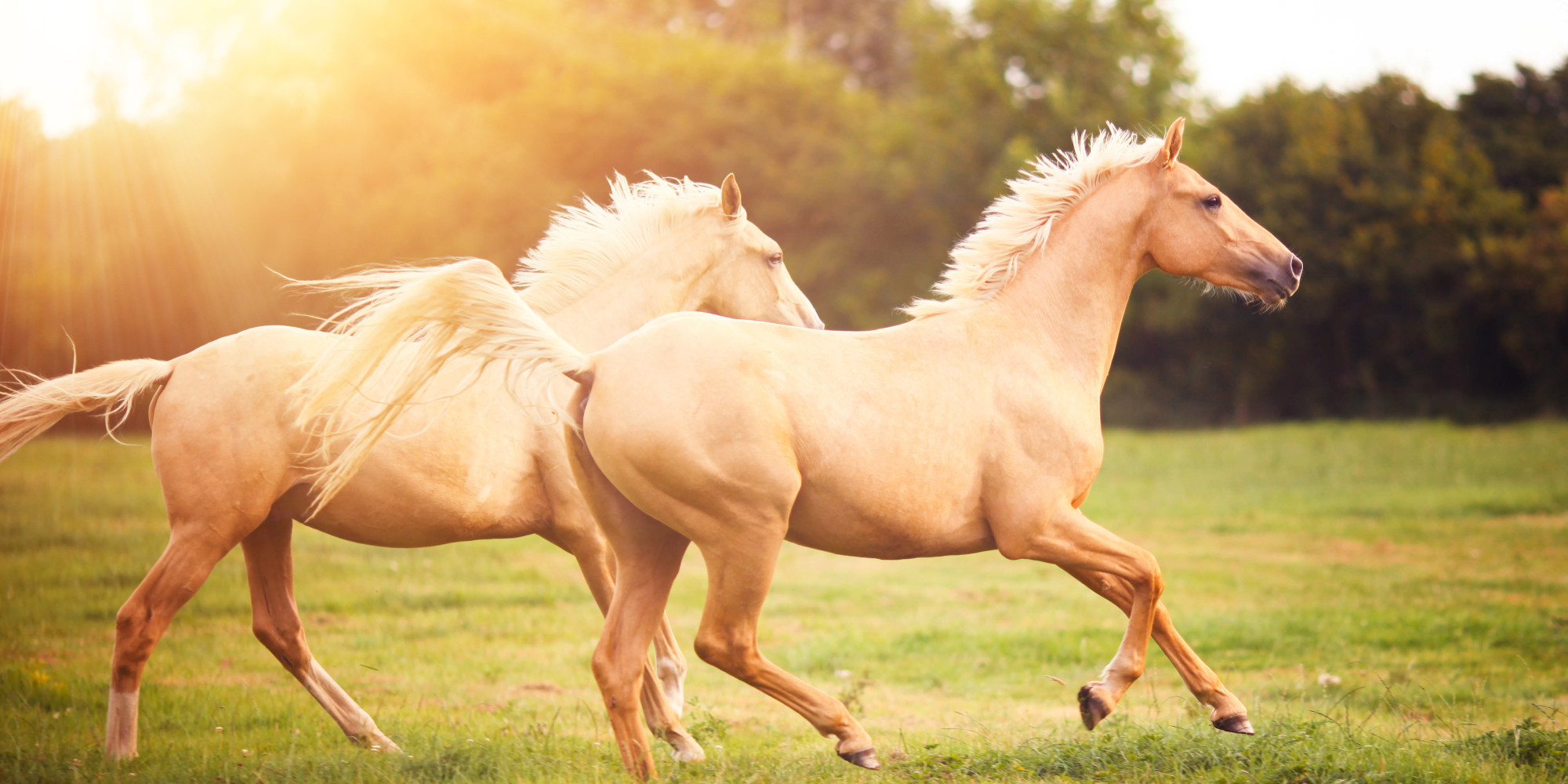 Rezultat iskanja slik za horses