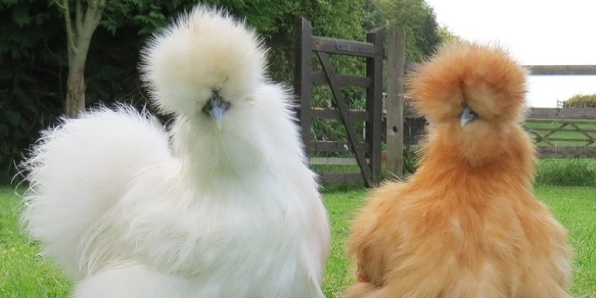 We Just Found Your New Dream Pet It s A Chicken HuffPost