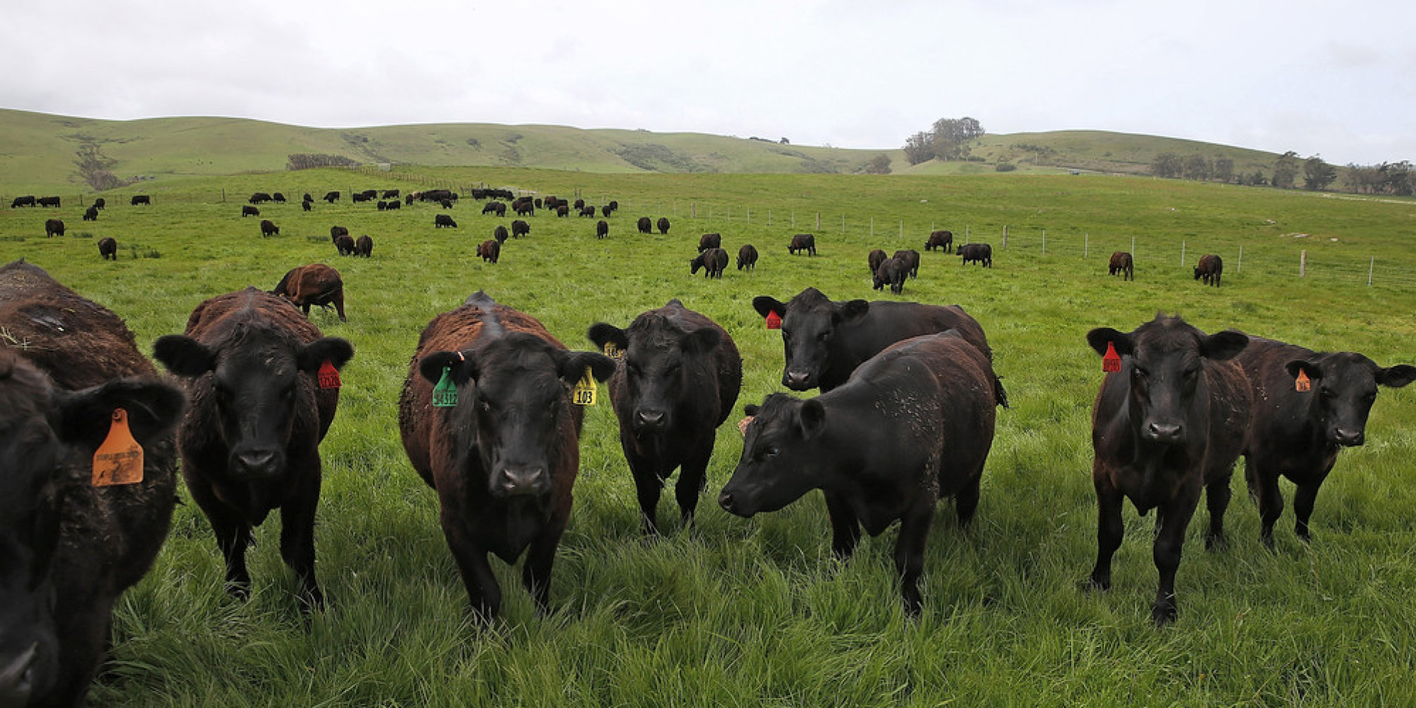 california-drought-forces-ranchers-to-take-cattle-east-as-grass-dies