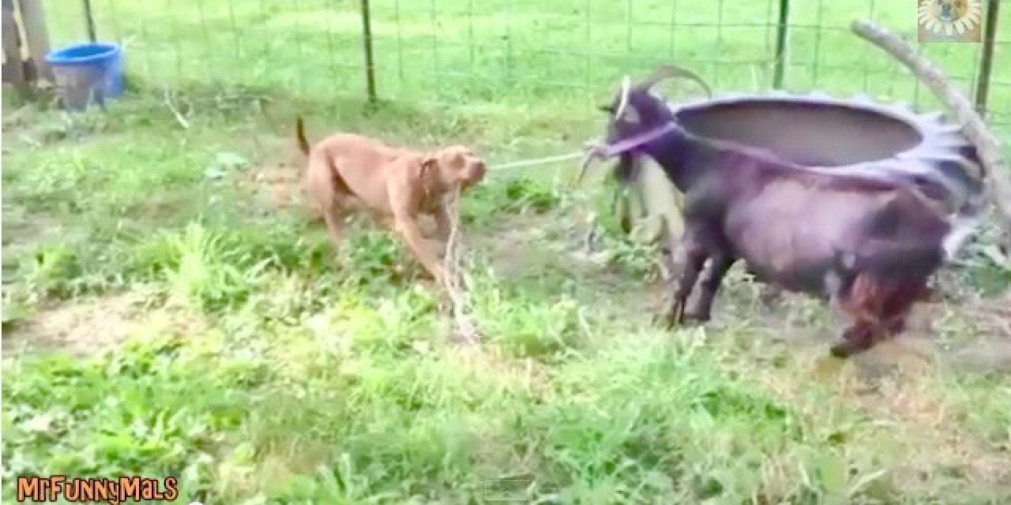 When Dogs And Goats Face Off, Everybody Wins | HuffPost