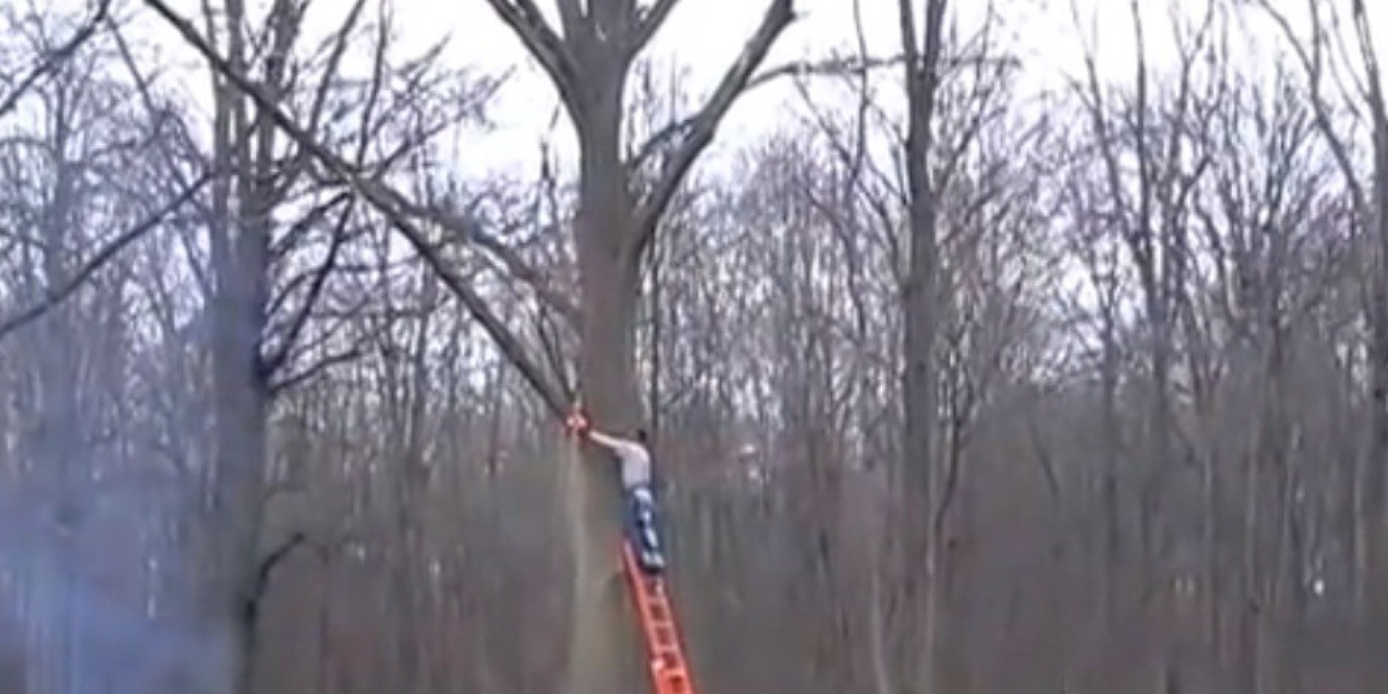 Tree Trimming Gone Wrong As Falling Branch Knocks Man Off Ladder (VIDEO ...