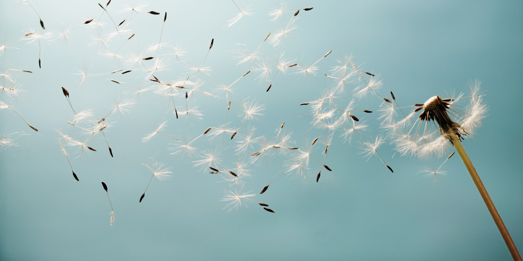 The Dandelion Seed Waits With Hope | HuffPost