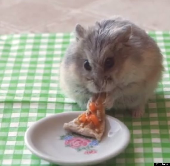 Funny Pictures Of Animals Eating