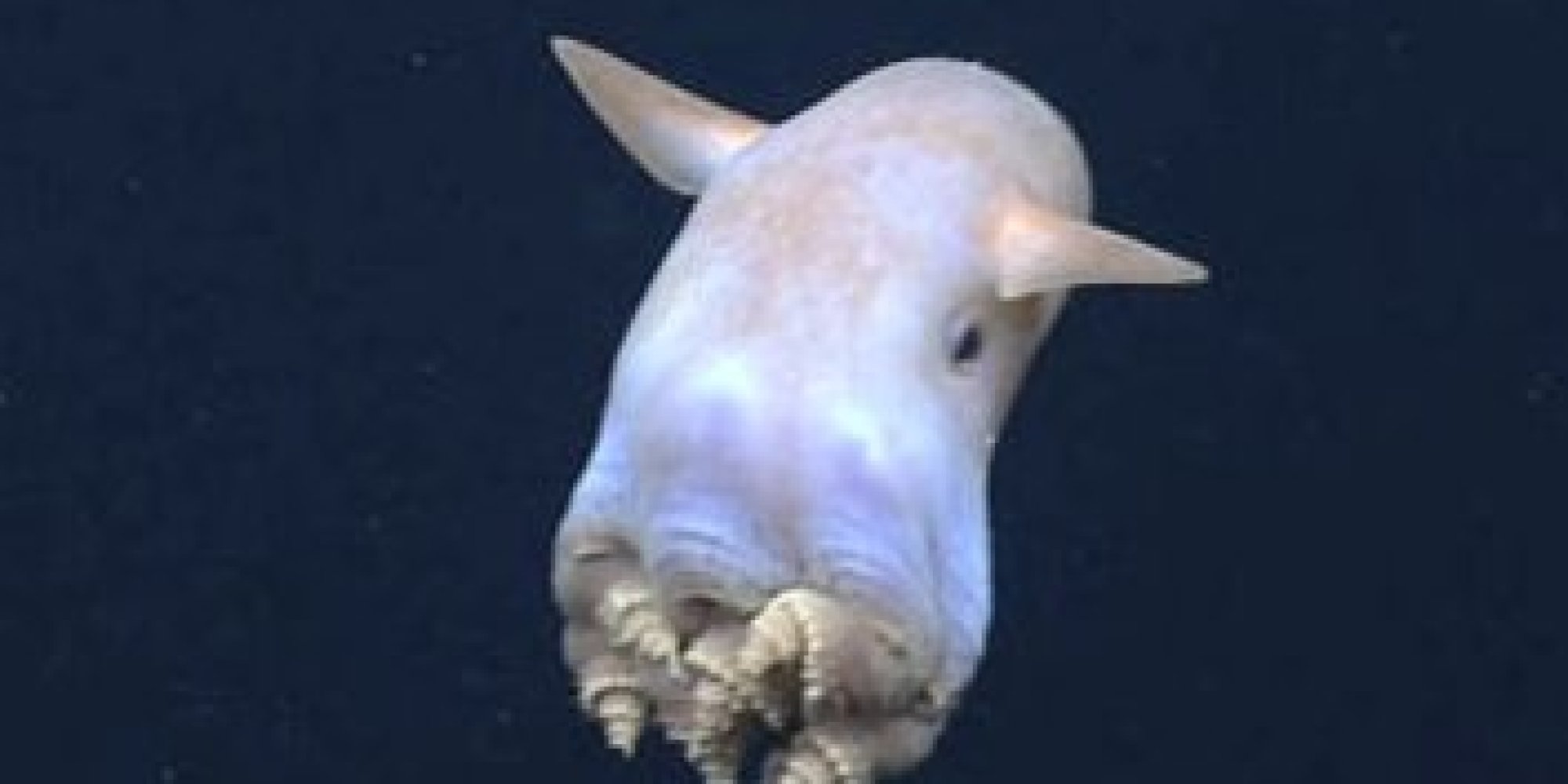 squishable dumbo octopus