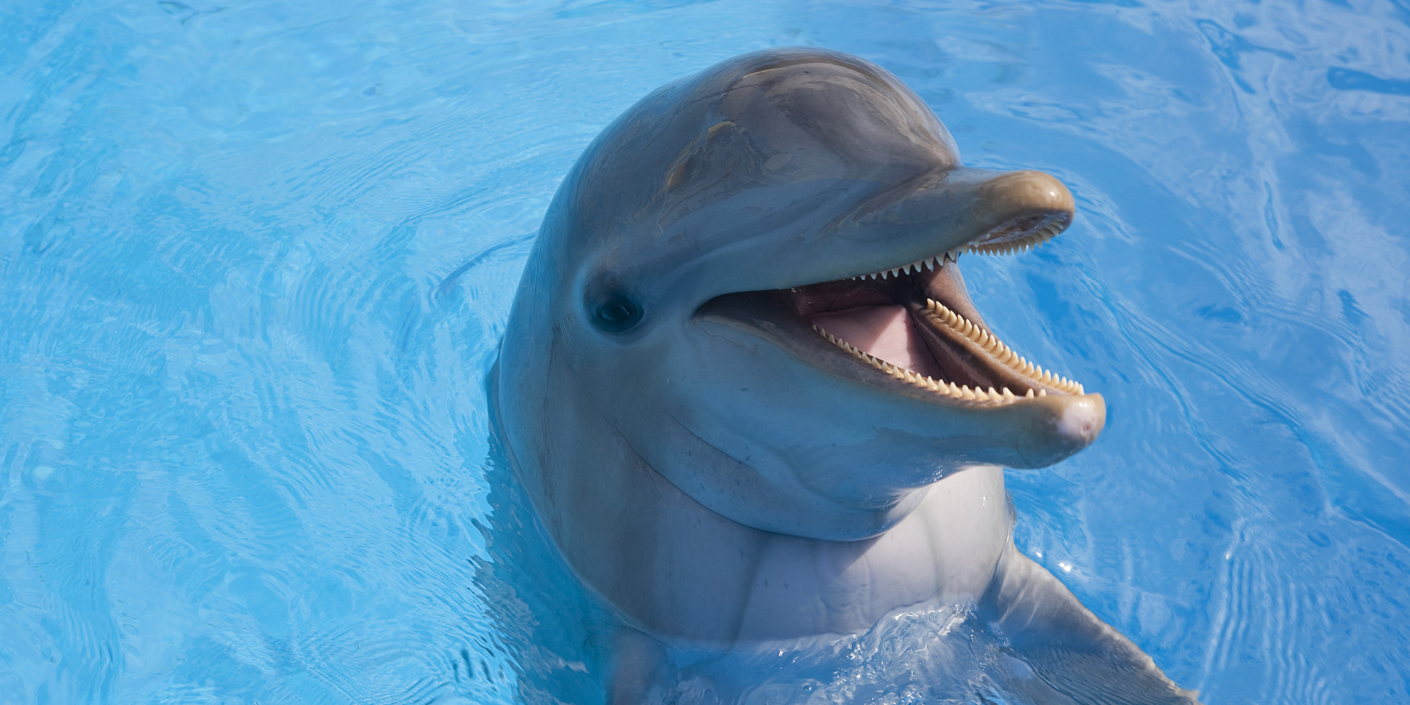 National Aquarium Considers Scrapping Dolphin Exhibit Citing Concerns
