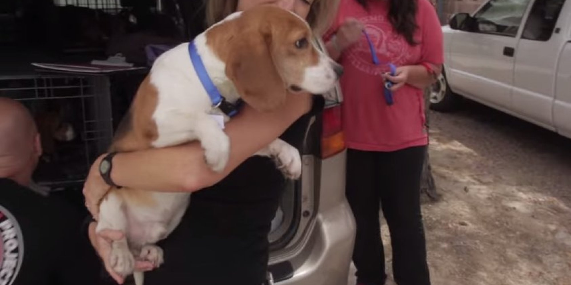Beagles Rescued From Lab Testing See Sunshine For The First Time Video