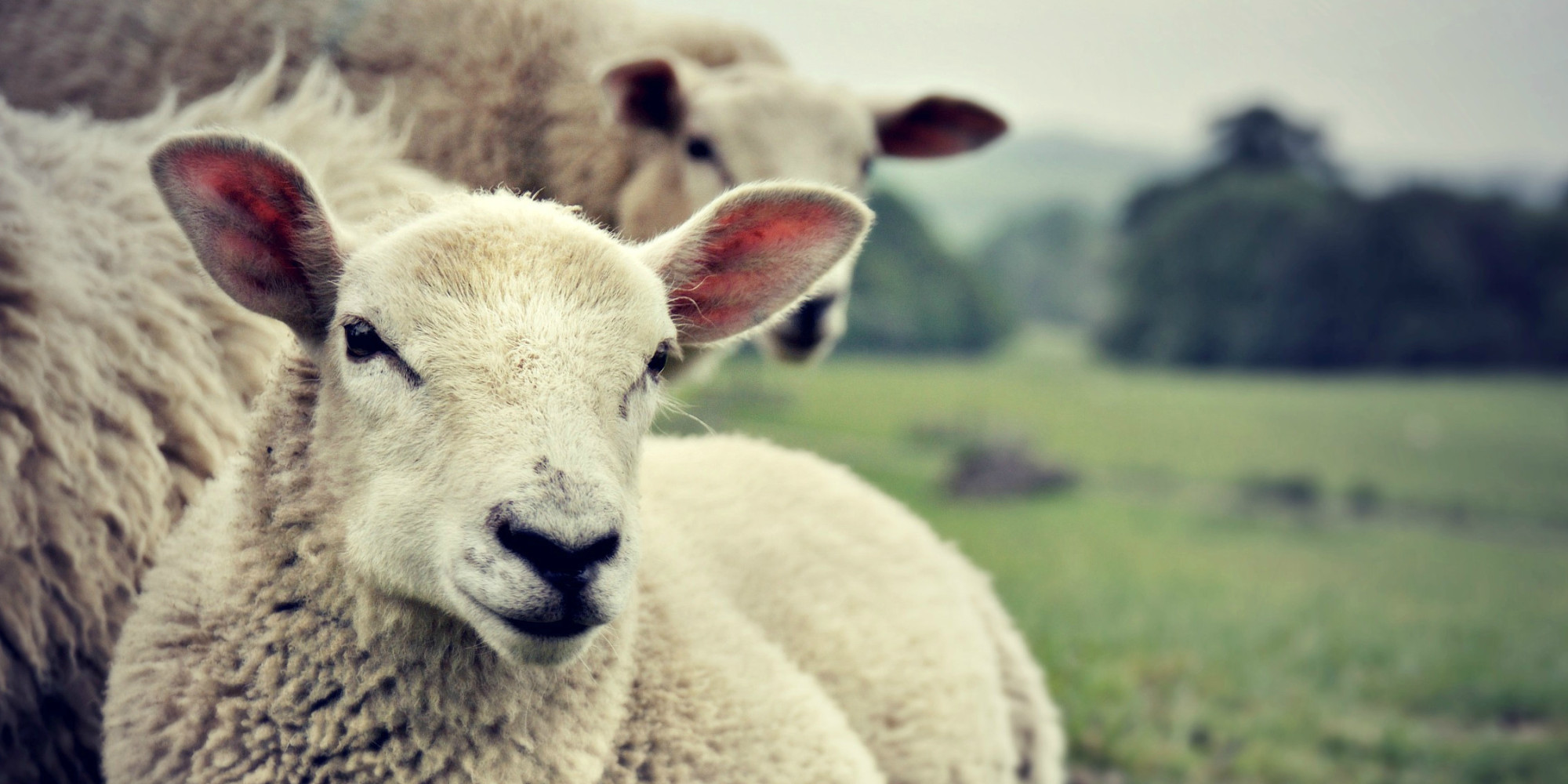 Hundreds Of Sheep In Australia Reportedly Die After Eating Plant