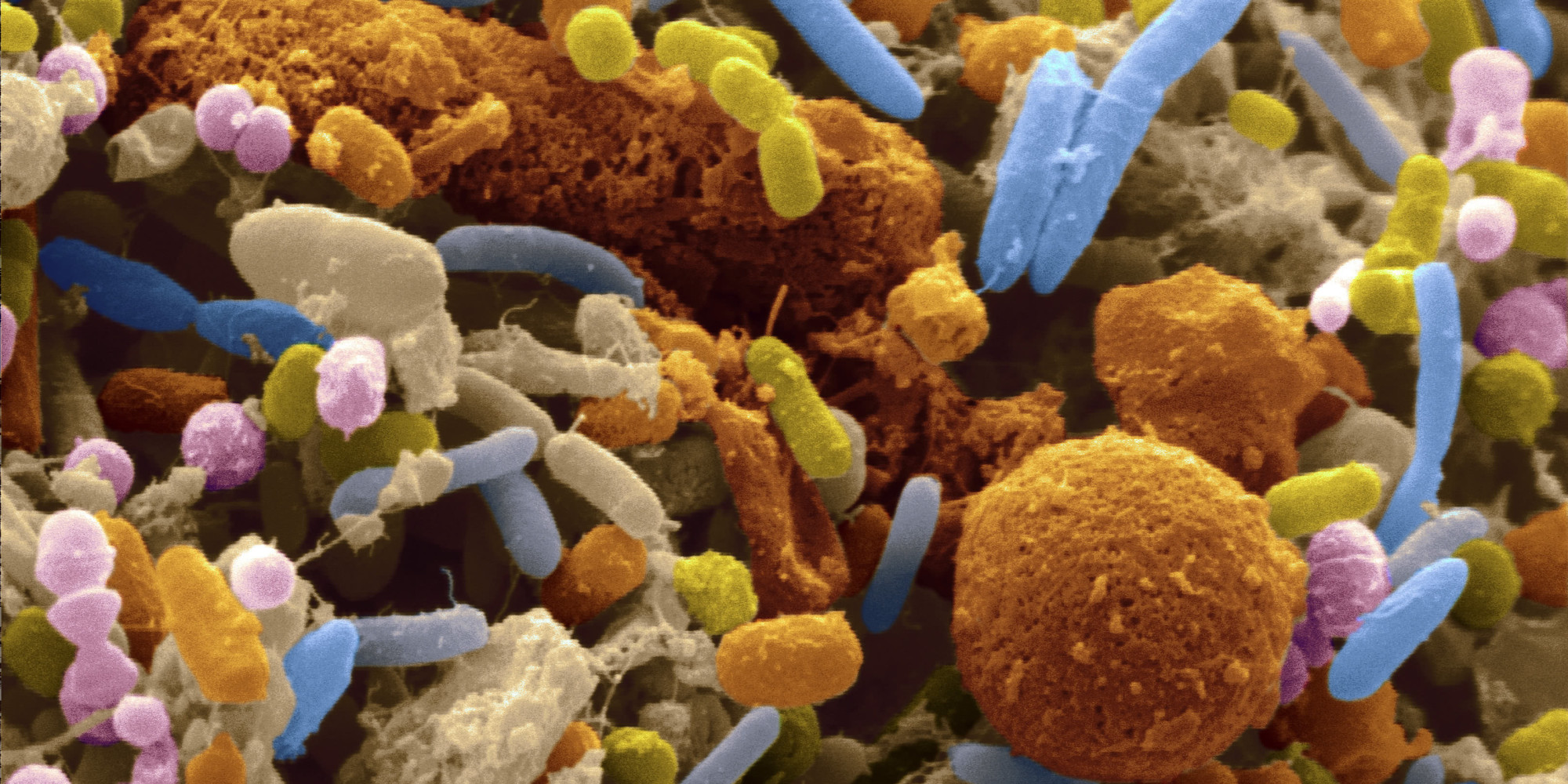 The Stomach Bacteria That Could Prolong Your Life | HuffPost