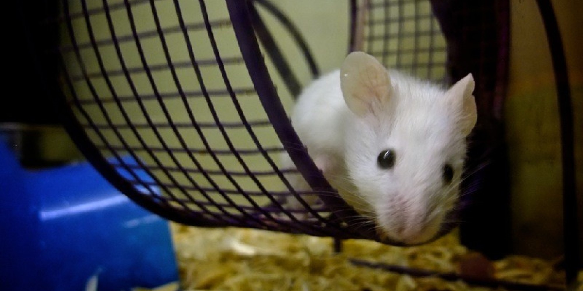 Exercise Wheel Experiment Shows Mice Run Just For Fun, Ending