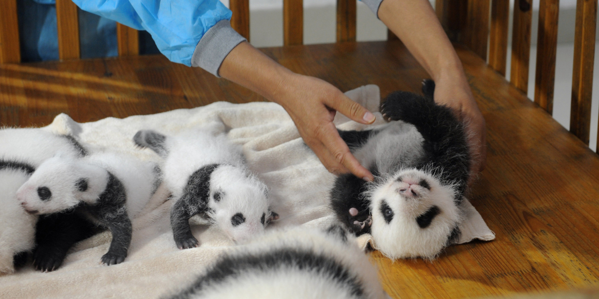 how-to-become-a-panda-nanny-the-greatest-job-ever-huffpost