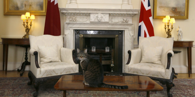 Freya The Chancellor's cat sits on a table in a room in Downing Street prior to a meeting between Prime Minister David Cameron greets the Emir of Qatar, Sheik Hamad bin Khalifa al-Thani at Downing Street in London.