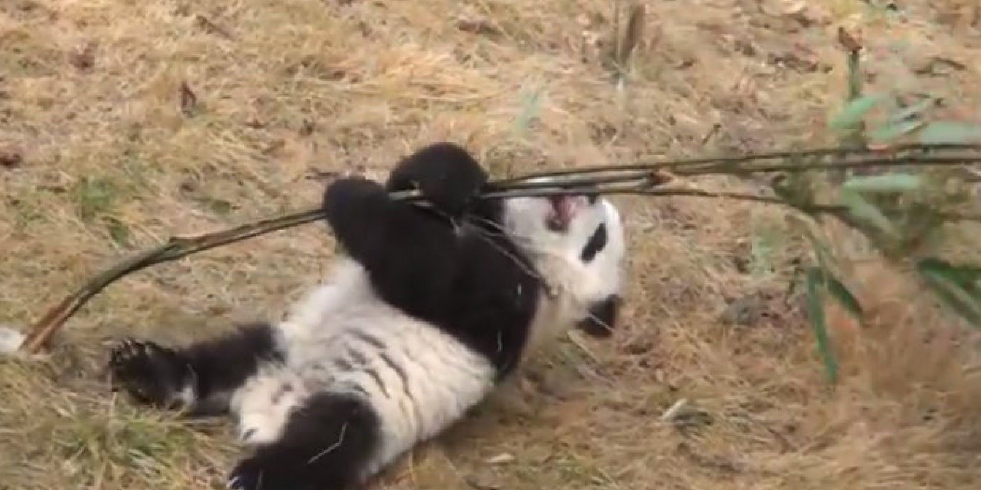 This Baby Panda Is In A Losing Battle Against Bamboo Somehow VIDEO HuffPost