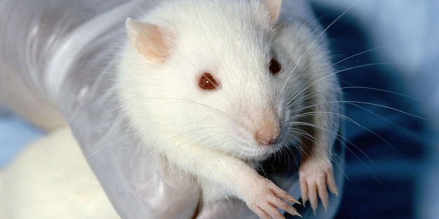 Des chercheurs ont réussi à effacer puis réactiver la mémoire de rats. (Photo d'illustration)