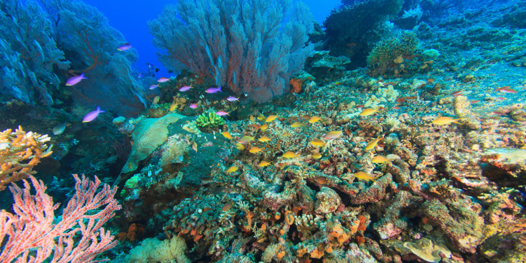 spratly-islands-burying-coral-reefs-alive-huffpost