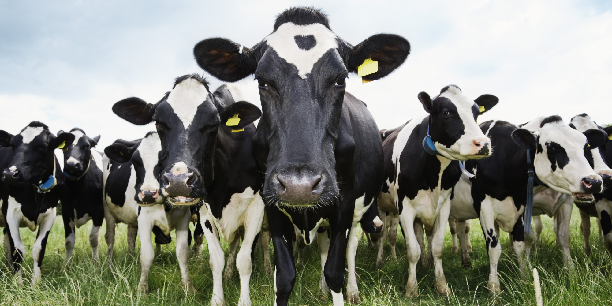 cows-not-coal-are-the-real-climate-change-culprits-huffpost