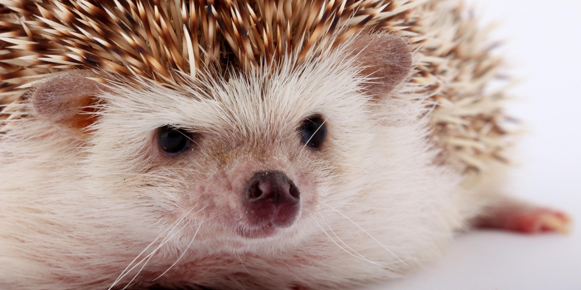 This Little Hedgehog Is A Master Of Disguise Huffpost