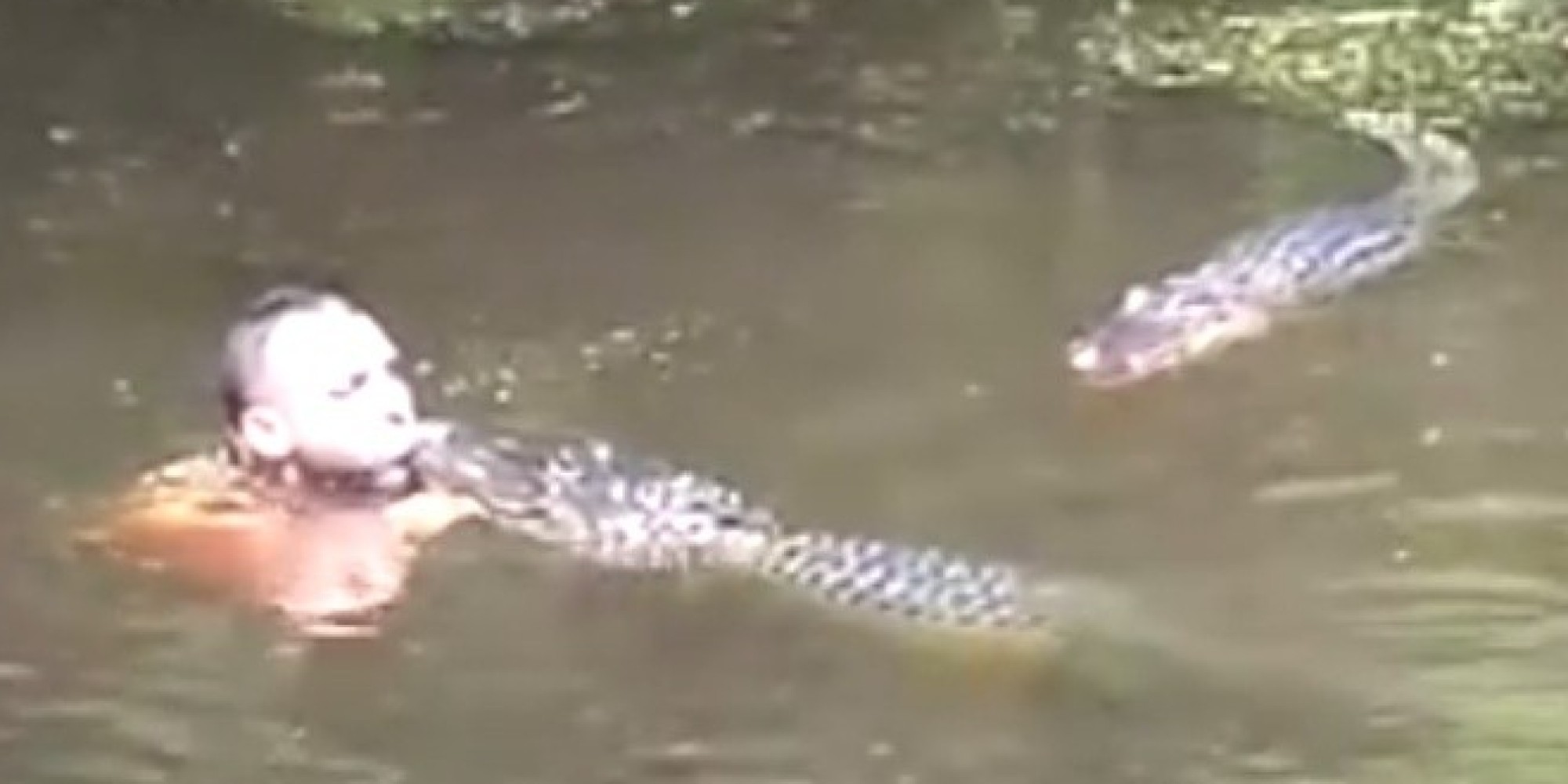 Guide Feeds Alligators By Mouth In Louisiana Swamp Huffpost