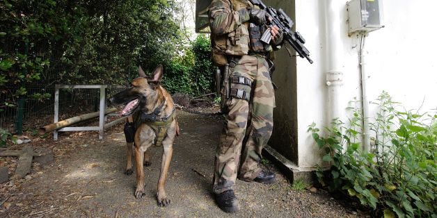 Bringing A Dog Home From Iraq Bringing A Dog Home From Iraq