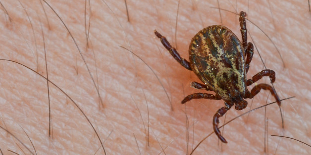 Der neu entdeckte Virus wird durch Zeckenbisse übertragen