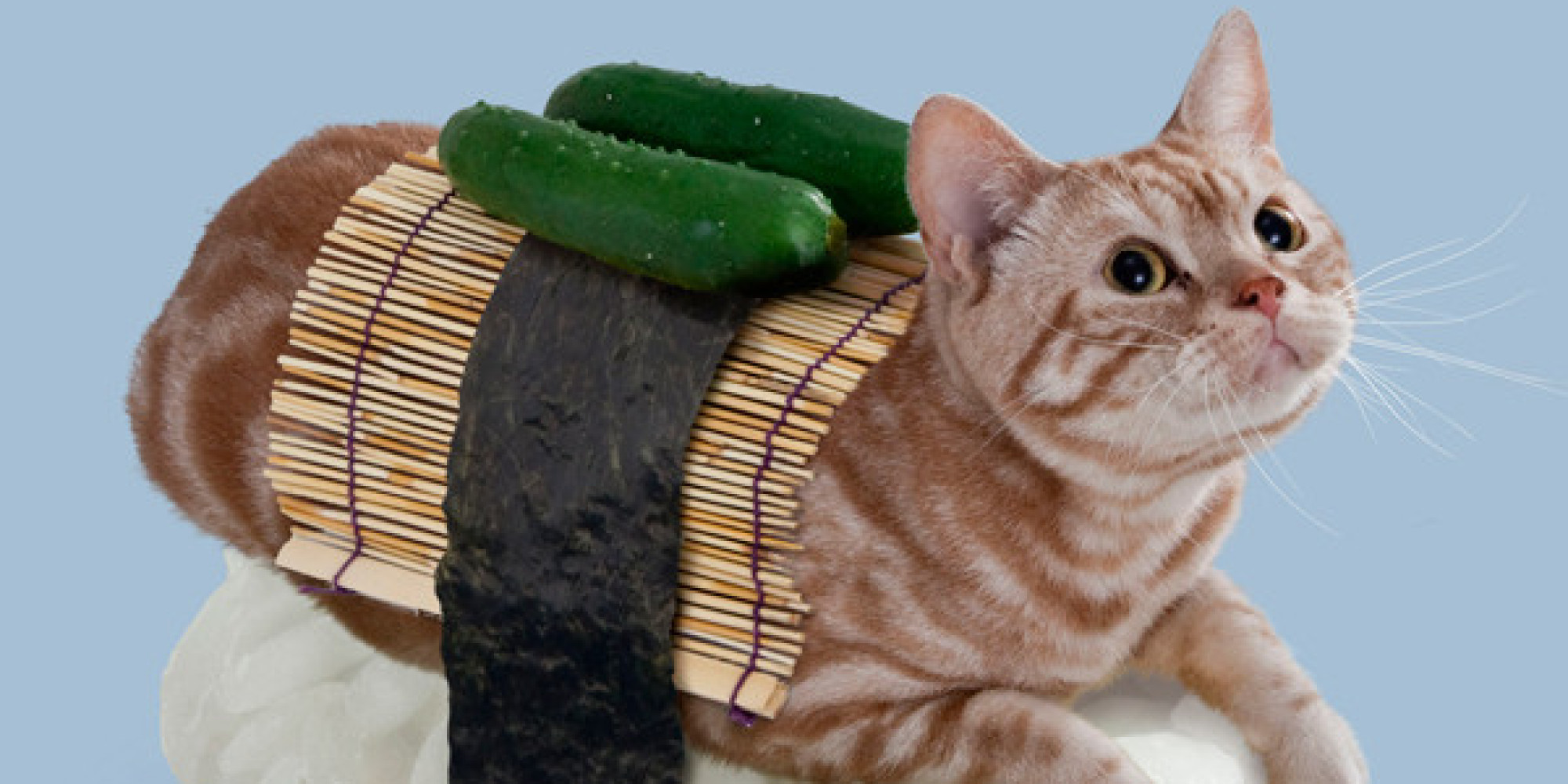 Cats + Sushi = The Most Awesome Mythical Creatures Ever HuffPost