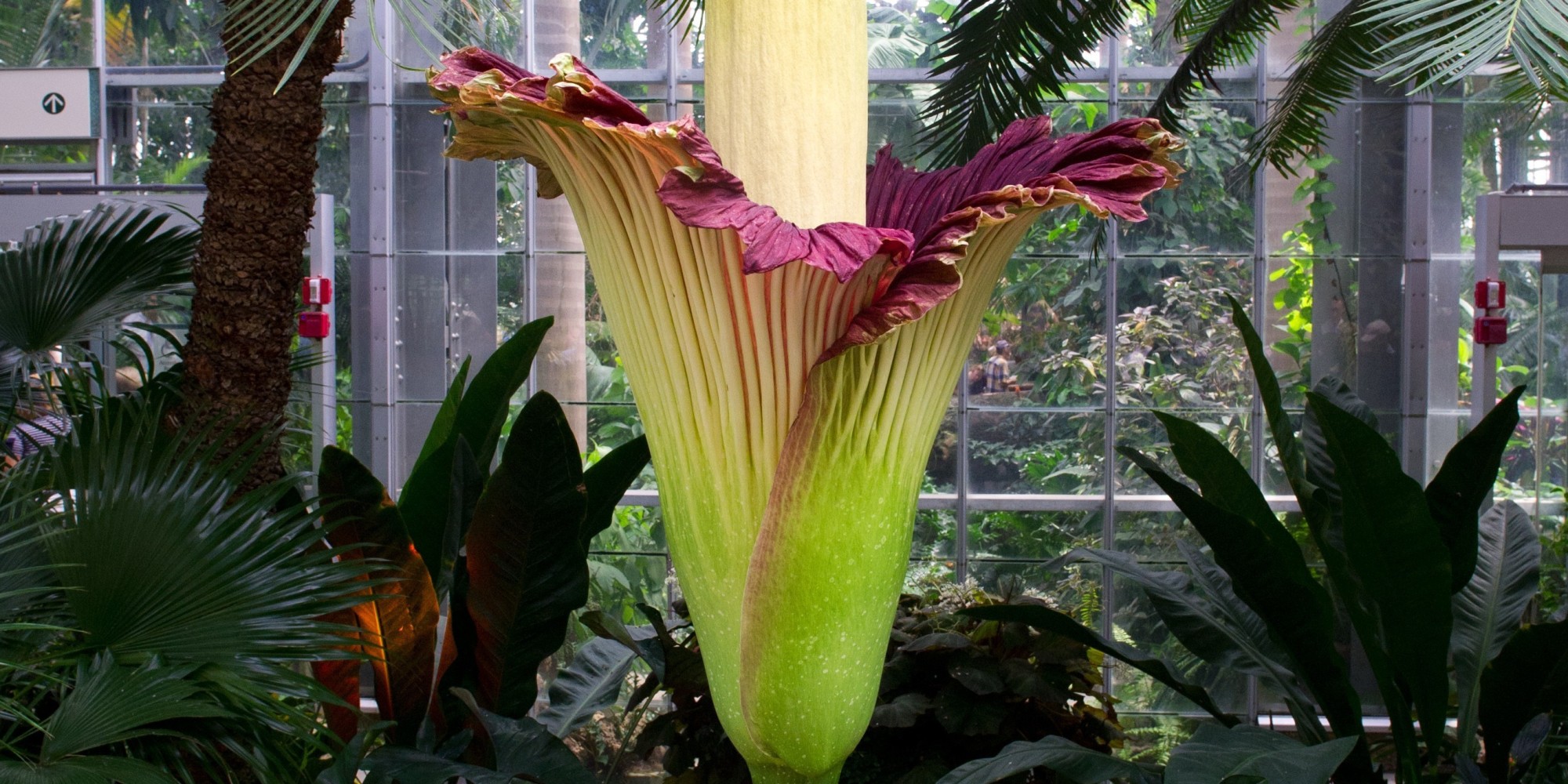 Twin Putrid 'Corpse' Flowers Causing A Blooming Stink HuffPost