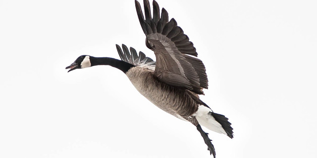 watch-what-s-the-origin-of-the-phrase-wild-goose-chase-huffpost