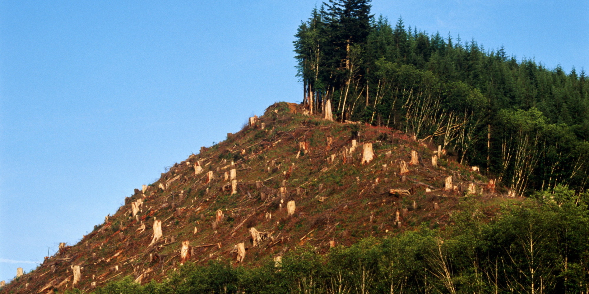 Image result for Deforestation