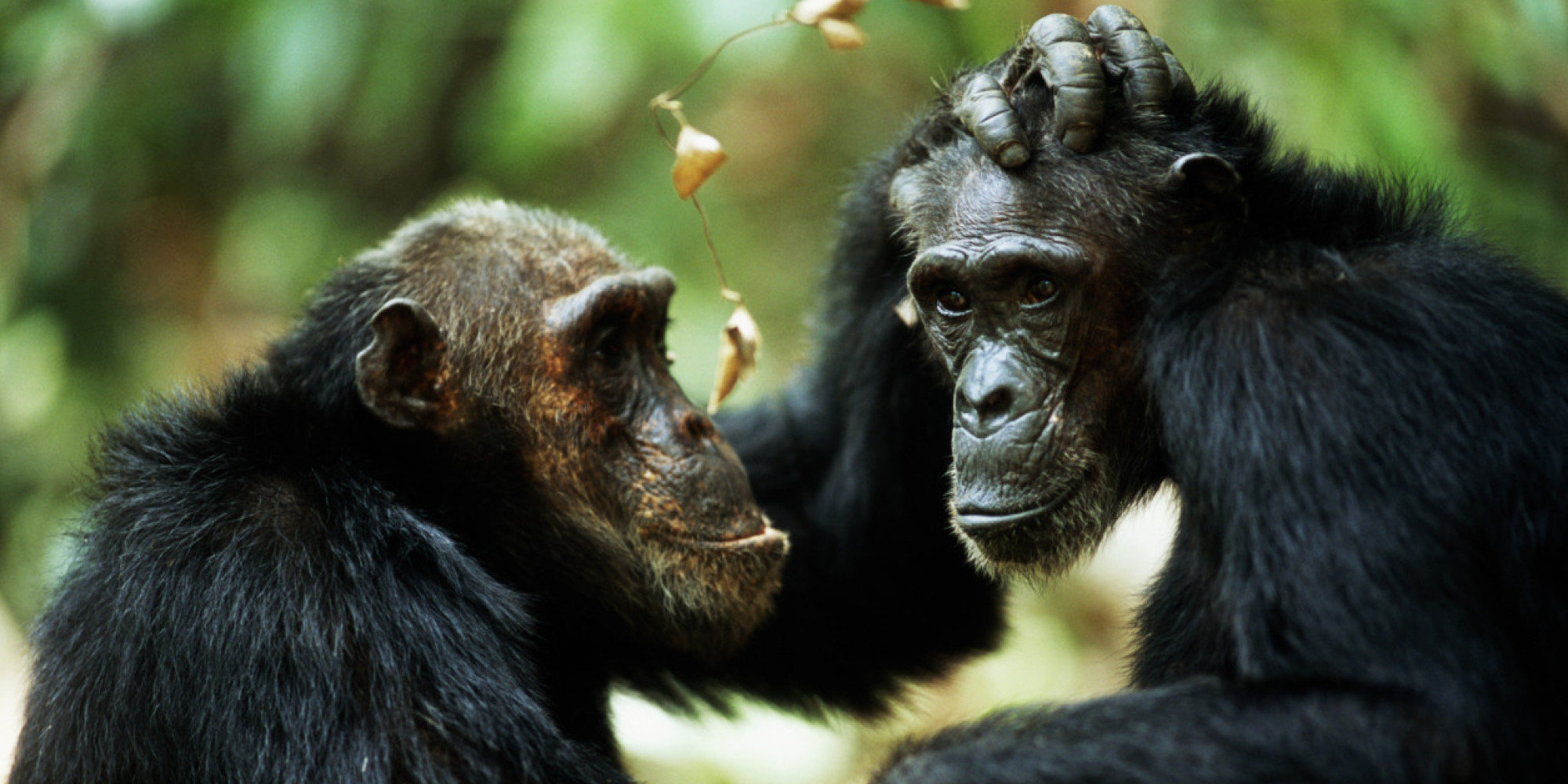 World's First 'Dictionary' Of Chimp Gestures Created By Scientists In