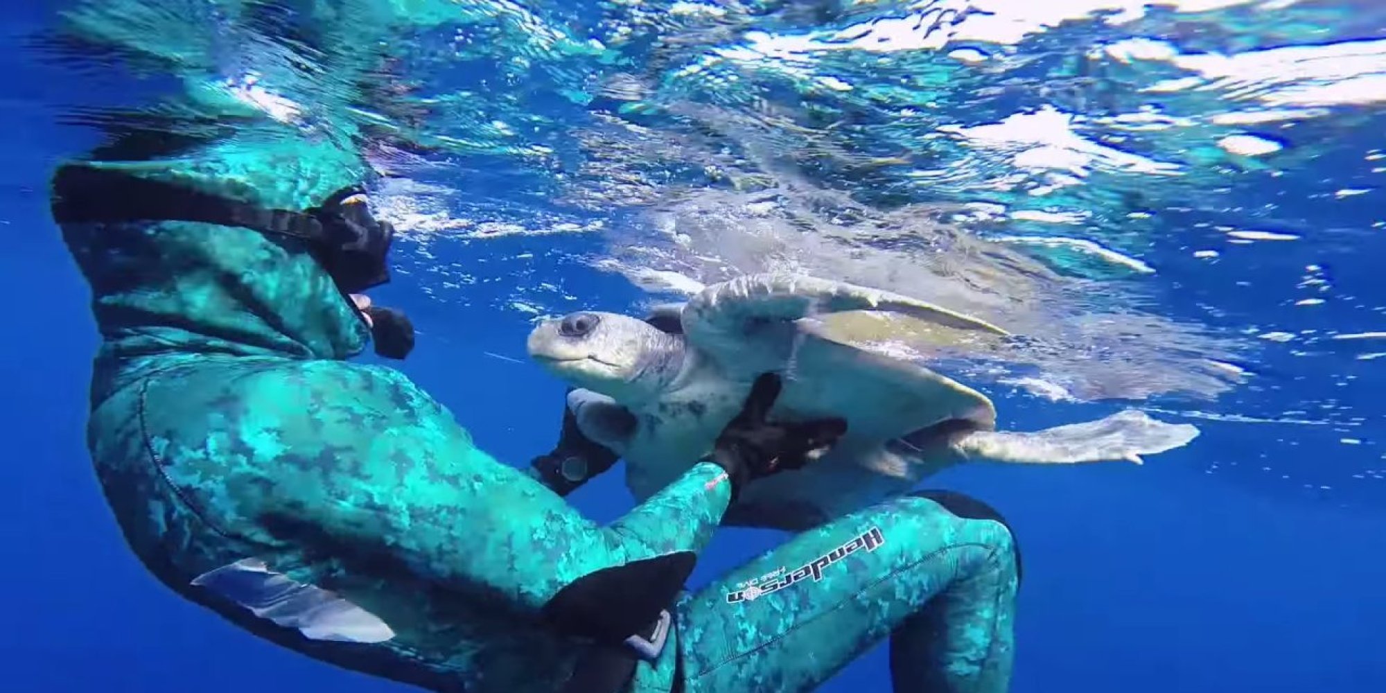 Diver Saves Sea Turtle And Receives Adorable Thank You (VIDEO) | HuffPost