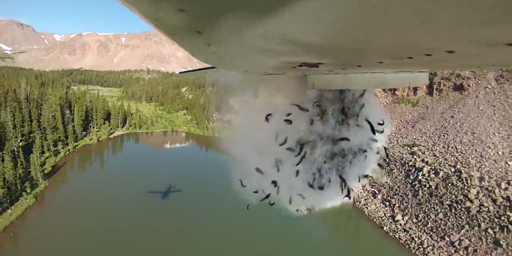 well, this is one way to fill a lake with fish huffpost