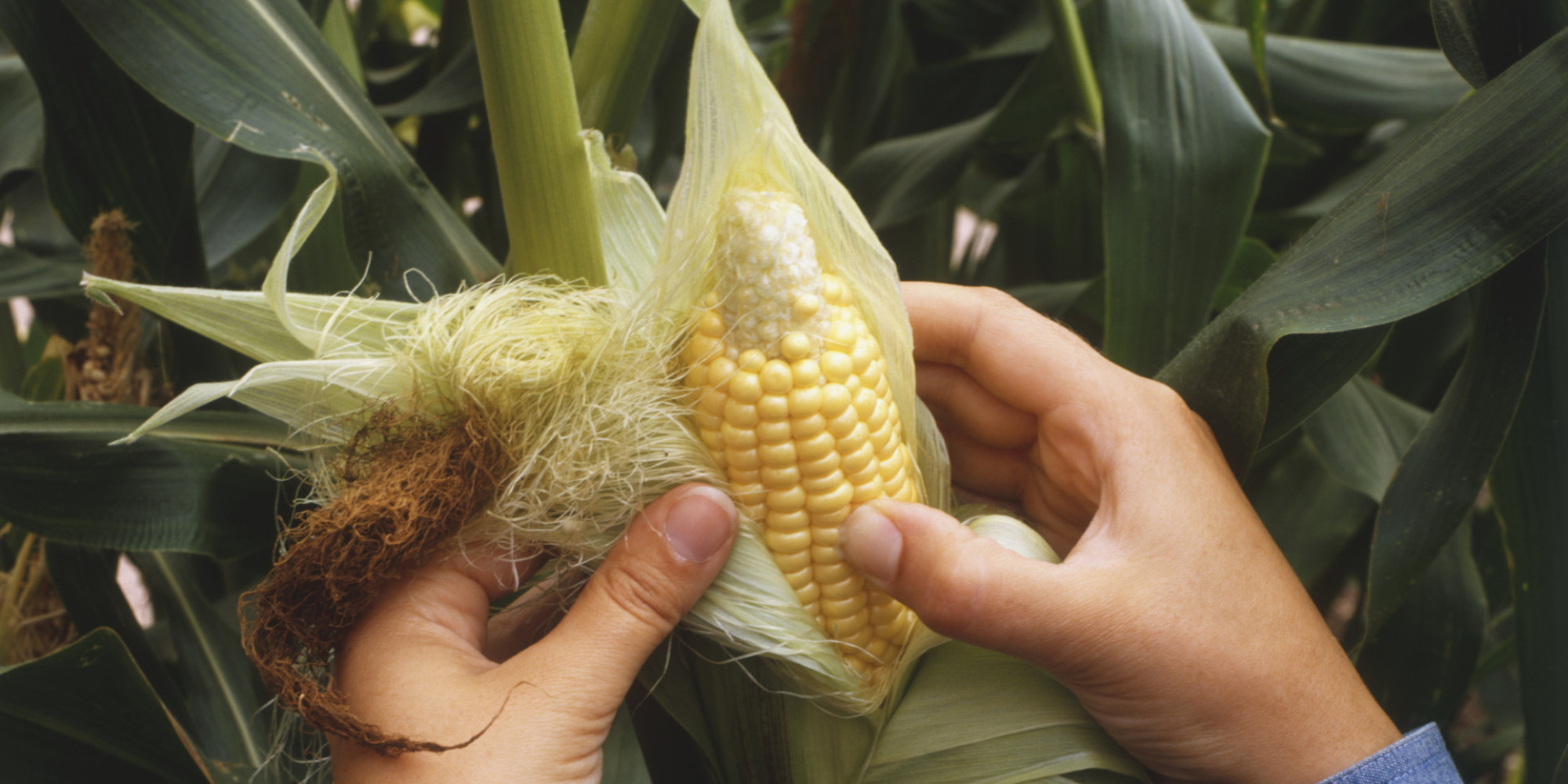 How To Shuck Corn Without Making A Scary Hairy Messy Disaster HuffPost   O CORN ON THE COB SHUCK Facebook 