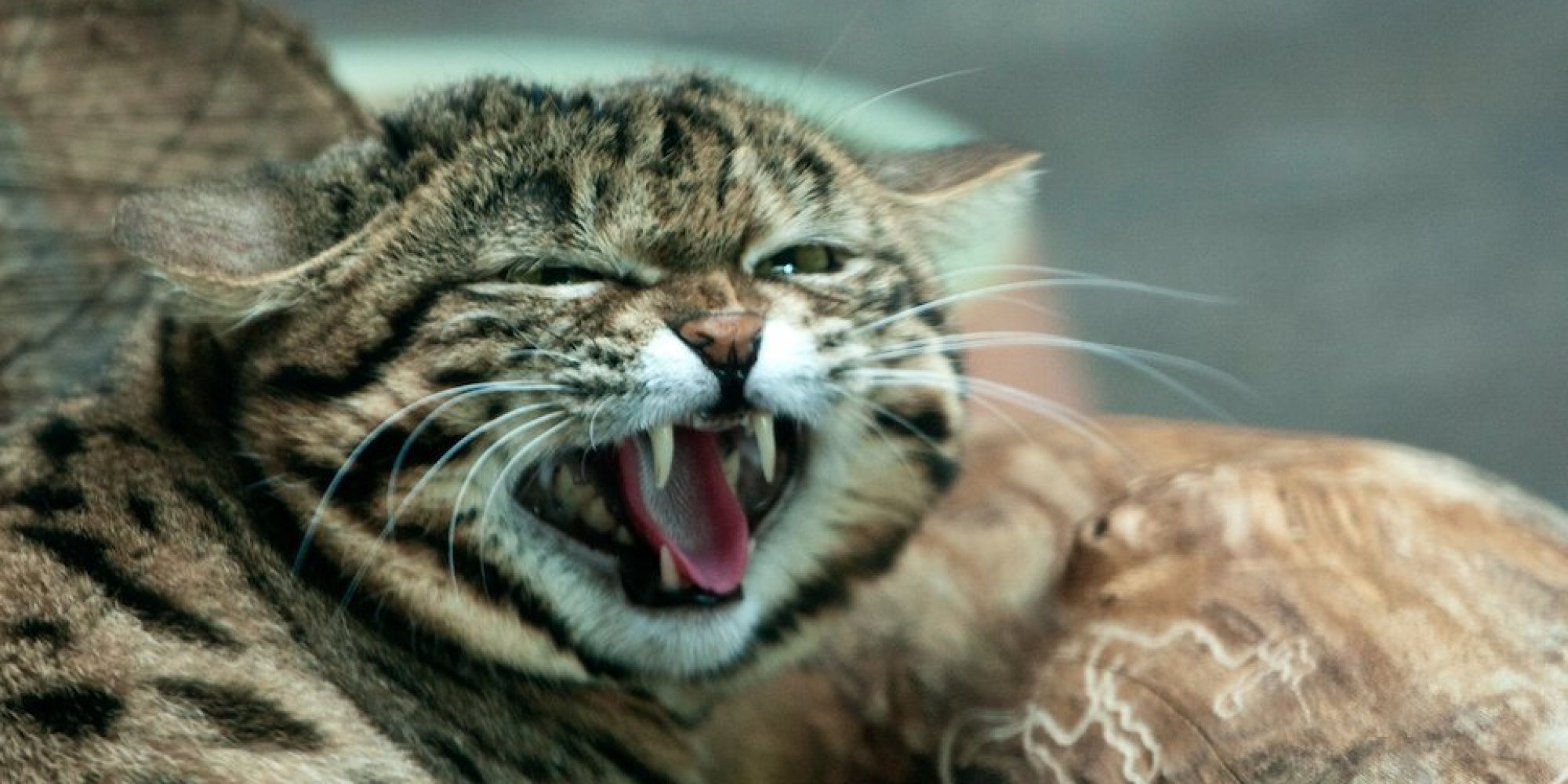 The BlackFooted Cat Kittens Are BACK And Hunting Crickets HuffPost