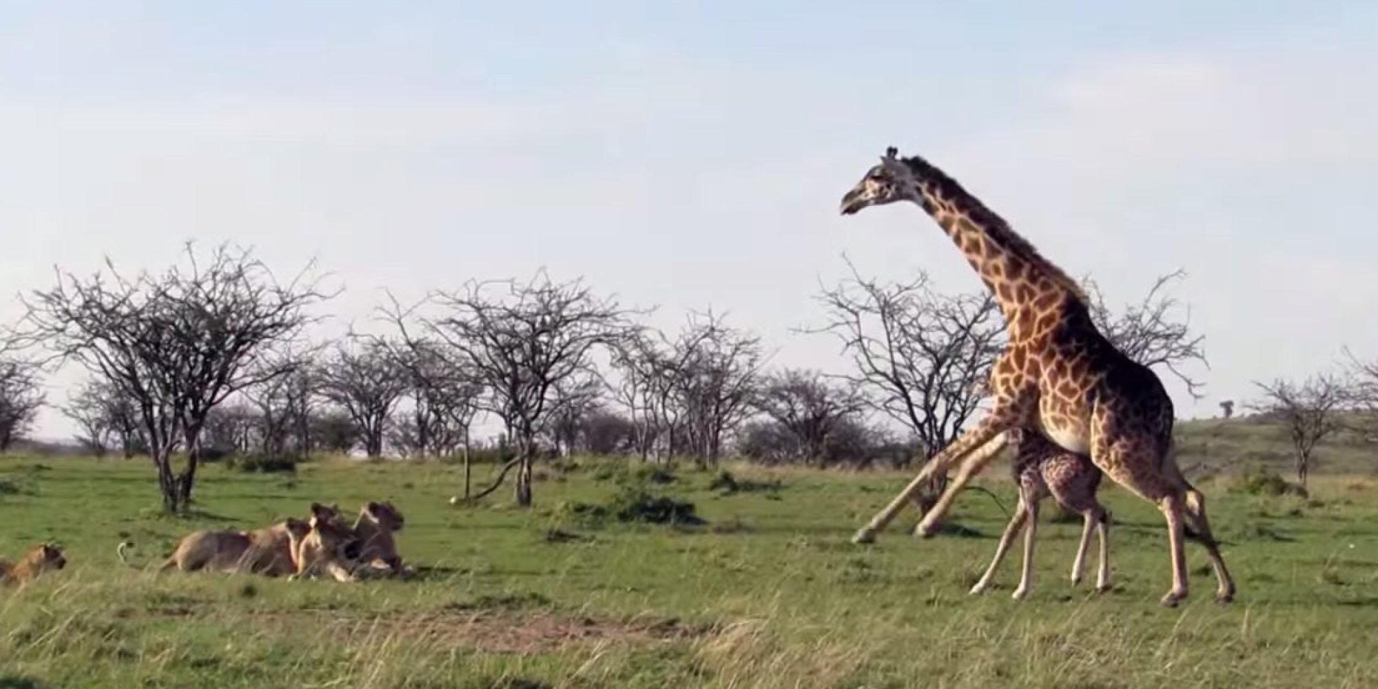 Giraffe Takes On Lions, Proves Nothing's More Fierce Than A Mother
