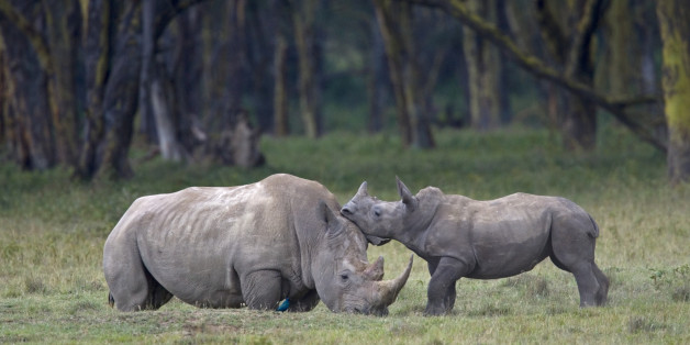 Les rhinocéros sont l'une des espèces les plus menacées.