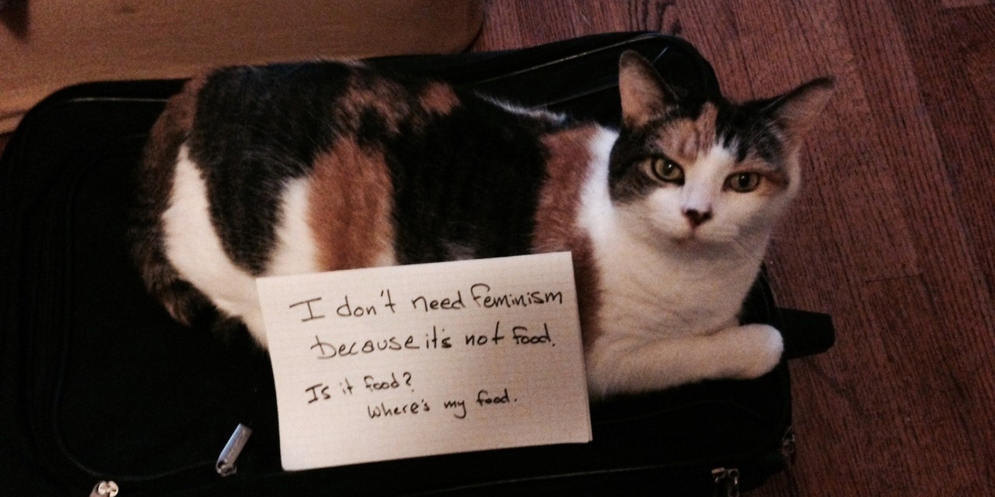 'Confused Cats Against Feminism' Tumblr Is Just What The Internet ...