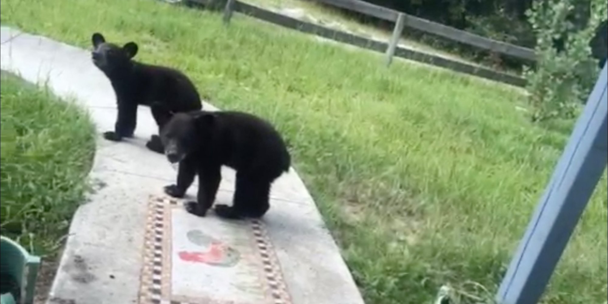 Black Bear Mother And Cubs Investigate Florida Yard HuffPost