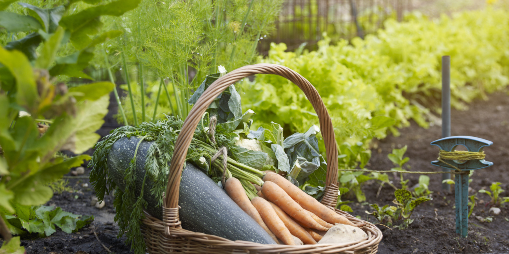 free download vegetable gardening