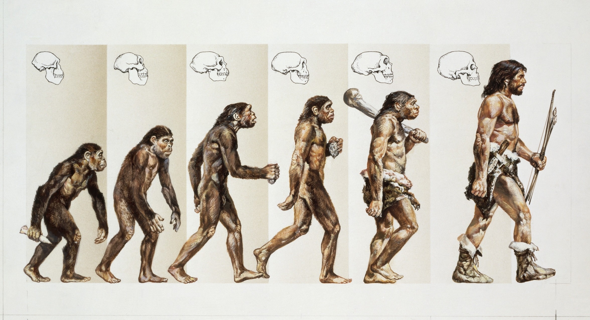 evolution monkey