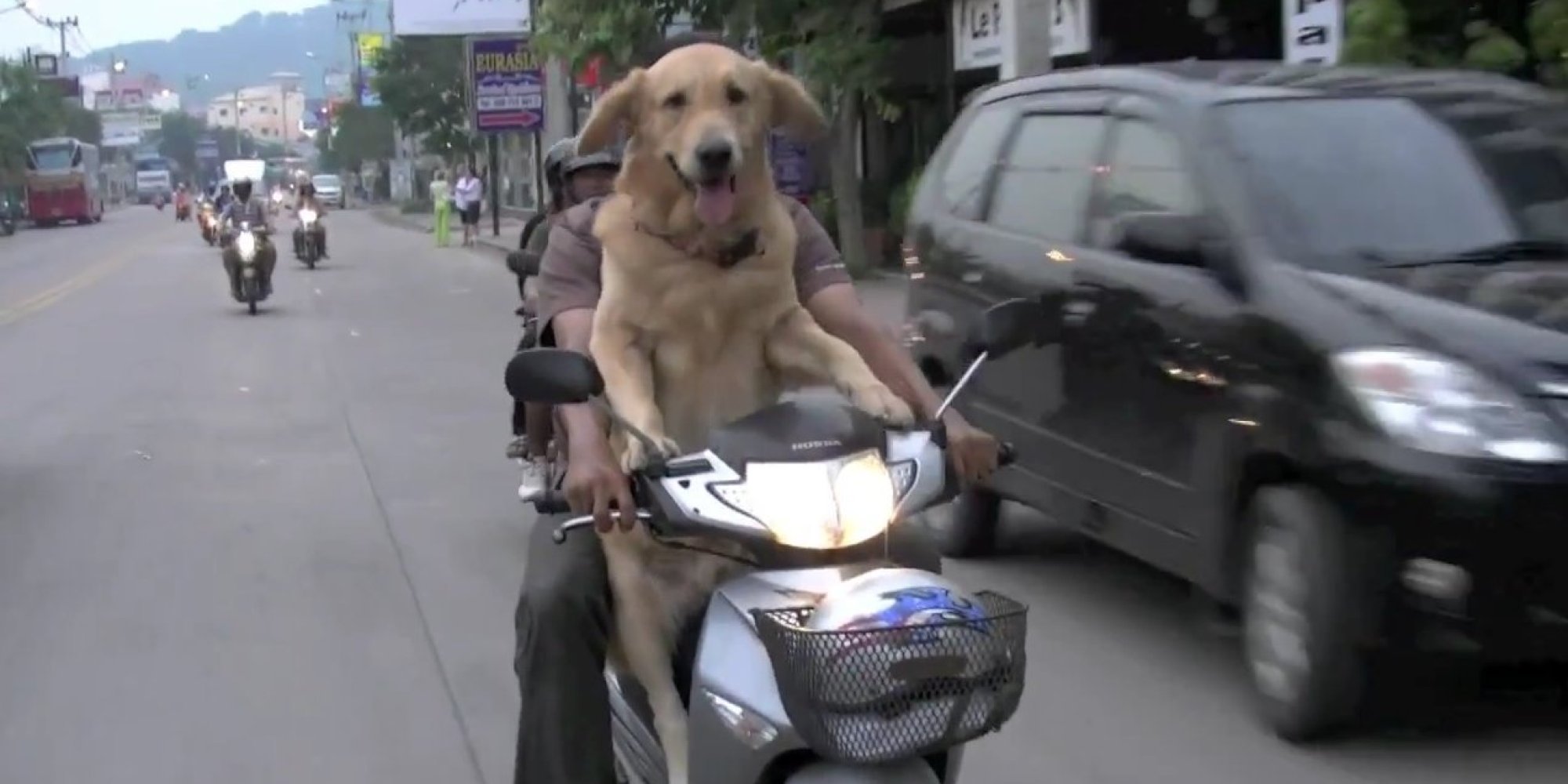 Dogs On Hogs Rebel Pups Take Summer Motorcycle Rides HuffPost